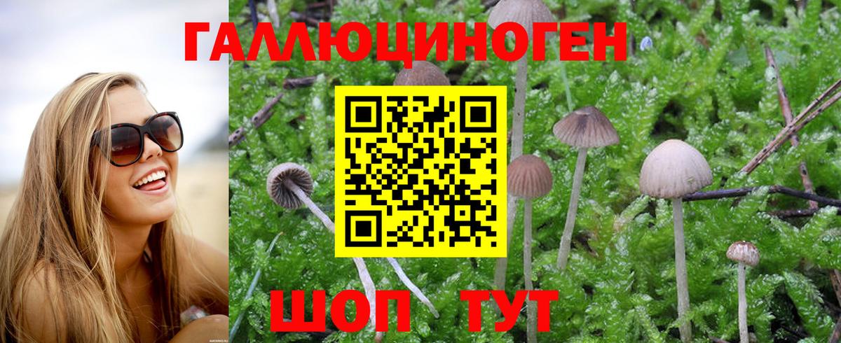Псилоцибиновые грибы GOLDEN TEACHER Узловая